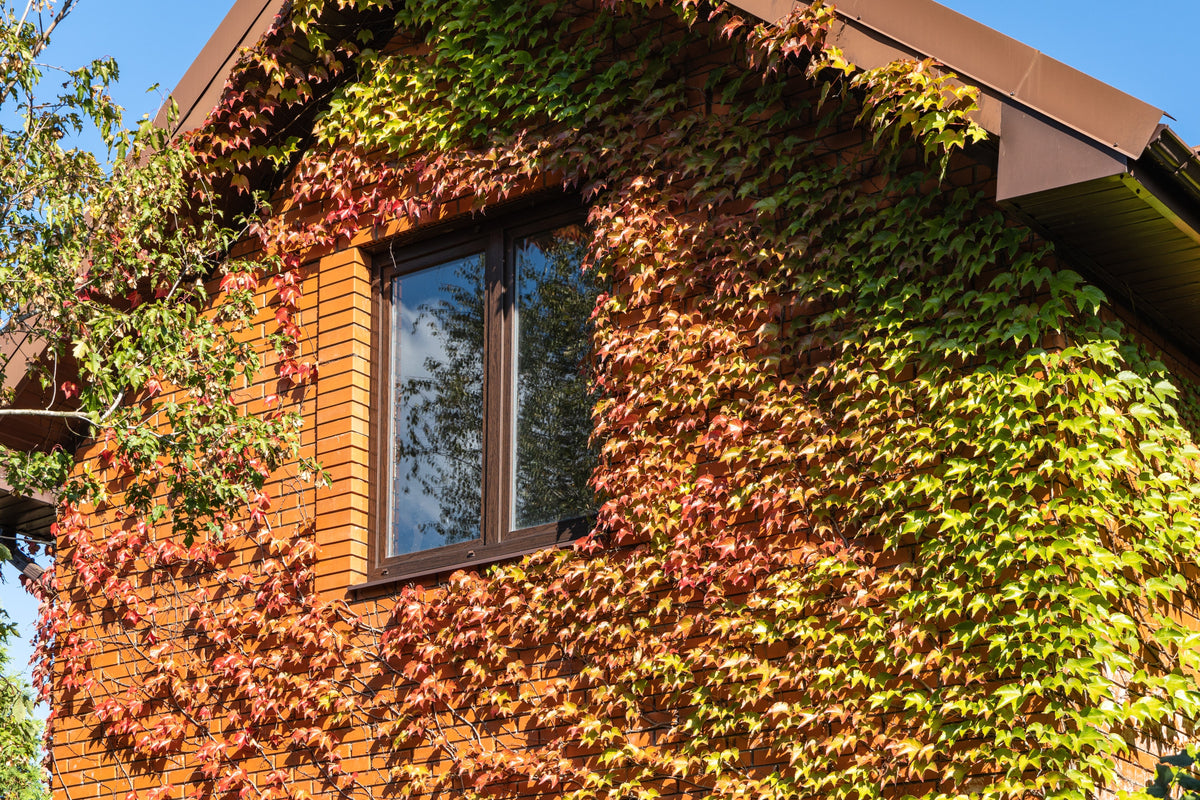 Boston Ivy Seeds – ( Bostonian Ivy / Wall Ivy ) Parthenocissus Tricuspidata Veitchii Vine Flower – photo 3