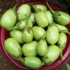 25 APPLEGREEN EGGPLANT Green Fruit / Vegetable Solanum Melongena Seeds
