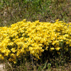 500 Organic GOLDEN FLAX Yellow Linseed Common Linum Flavum Flower Seeds