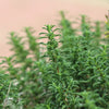 20 MEDITERRANEAN THYME Spiked Thymbra Spicata Pink Savory Herb Za’atar Perennial Herb Flower Seeds