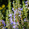 100 ROSEMARY Rosmarinus Officinalis Herb Flower Seeds
