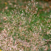 200 TUFTED HAIRGRASS Tussock Grass Deschampsia Cespitosa Moist Ornamental Native Seeds