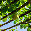 5 GIANT GRANADILLA Red Passion Flower Passiflora Quadrangularis Yellow Fruit Vine Seeds
