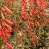 150 Eatons RED FIRECRACKER PENSTEMON Eatonii Native Hummingbird Flower Seeds