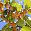 10 ITALIAN PERSIMMON TREE Dateplum Date Plum Fruit Diospyros Lotus Seeds