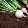 Hailstone White Globe Radish Seeds – Raphanus Sativus Vegetable – photo 4
