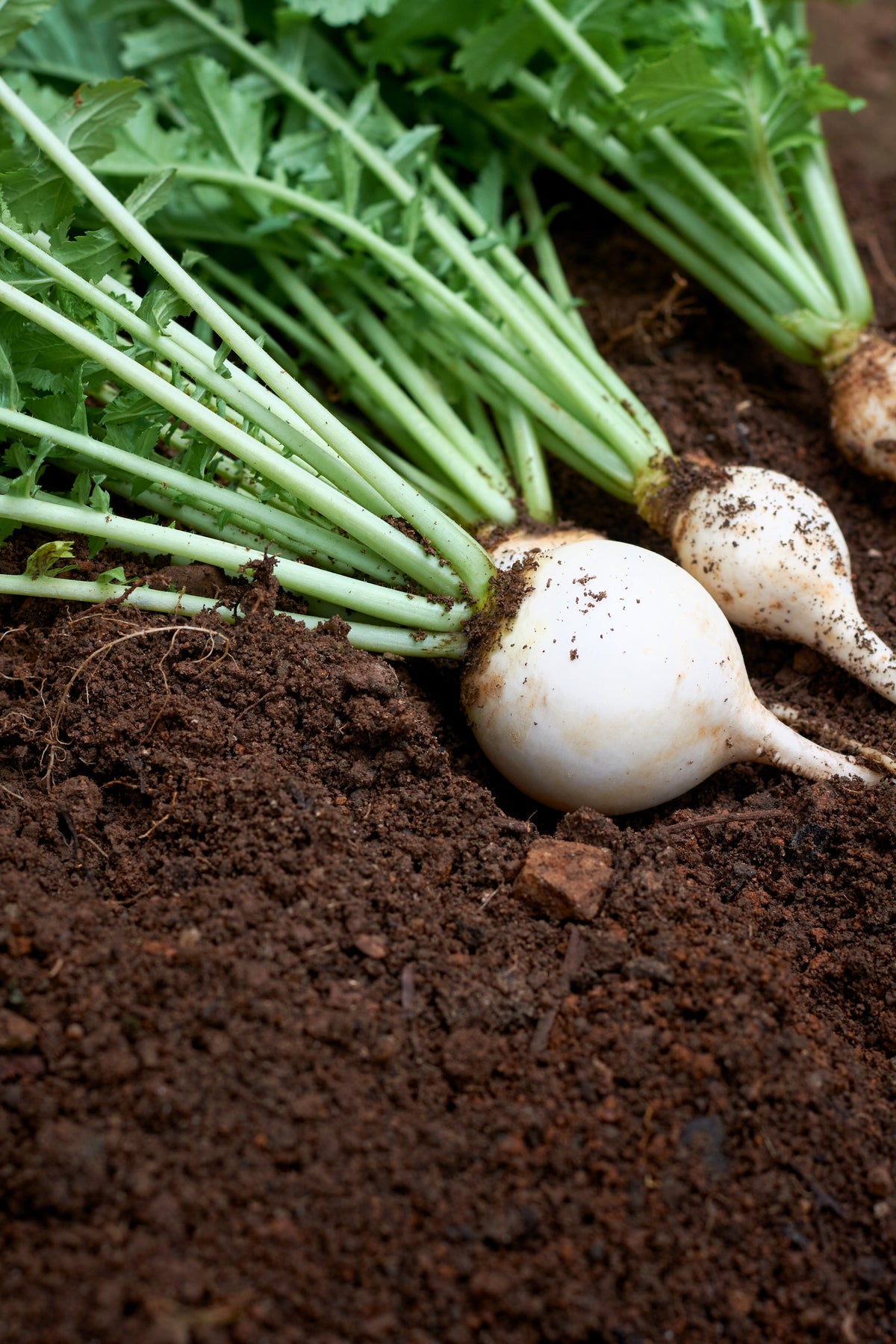 Hailstone White Globe Radish Seeds – Raphanus Sativus Vegetable – photo 4
