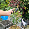 25 BLACK HUNGARIAN PEPPER Capsicum Annuum Mildly Hot Vegetable Seeds