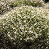 25 WHITE THROATWORT Trachelium Caeruleum Flower Seeds