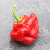 Red Jamaican Hot Pepper Seeds – Capsicum Chinense Scotch Bonnet Vegetable – photo 3