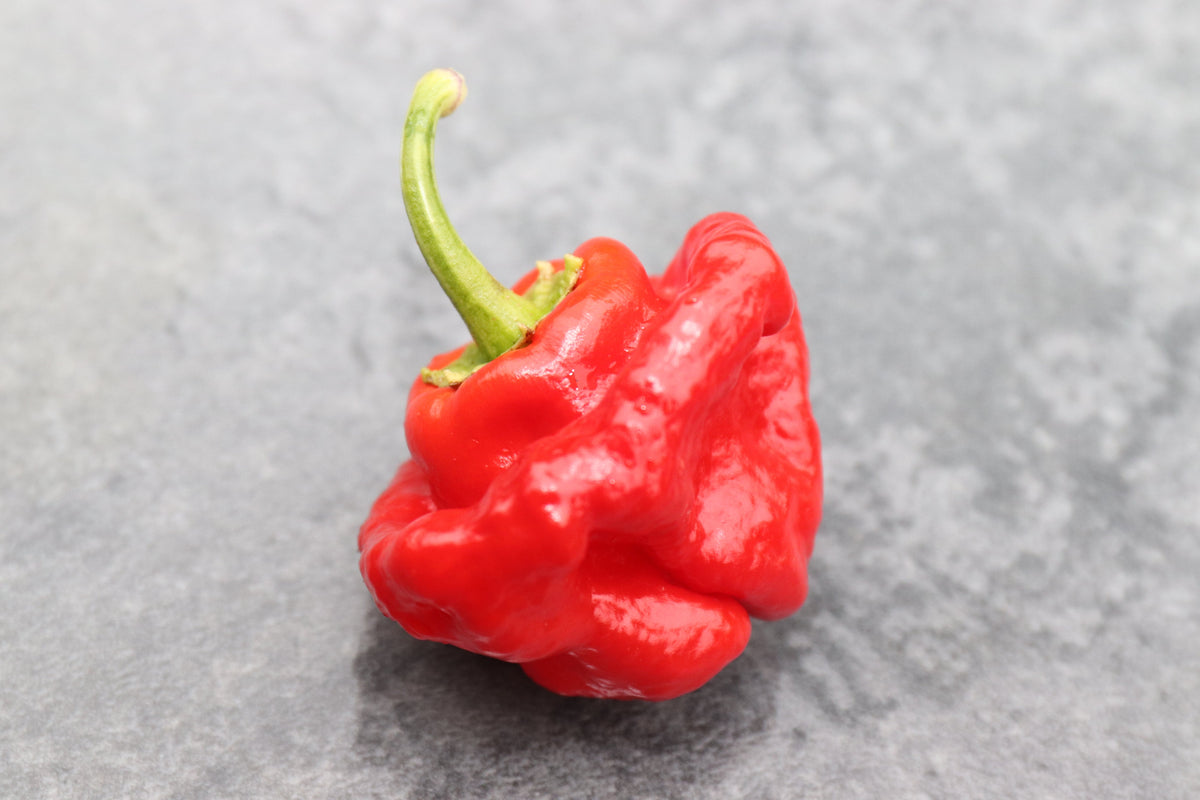 Red Jamaican Hot Pepper Seeds – Capsicum Chinense Scotch Bonnet Vegetable – photo 3