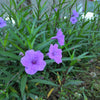 100 Blue Purple FRINGELEAF PETUNIA Wild Ruellia Humilis Perennial Native Flower Seeds