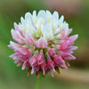 1500 ALSIKE CLOVER Trifolium Hybridum Pink & White Flower Legume Seeds