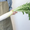 500 JAPANESE MINOWASE RADISH Huge Daikon White Raphanus Sativus Vegetable Seeds