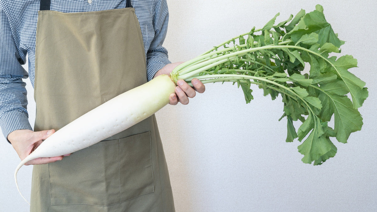 Japanese Minowase Radish Seeds – Huge Daikon White Raphanus Sativus Vegetable