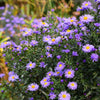 Purple Smooth Violet Prairie Aster Aster Tanacetifolia Flower Seeds – photo 5