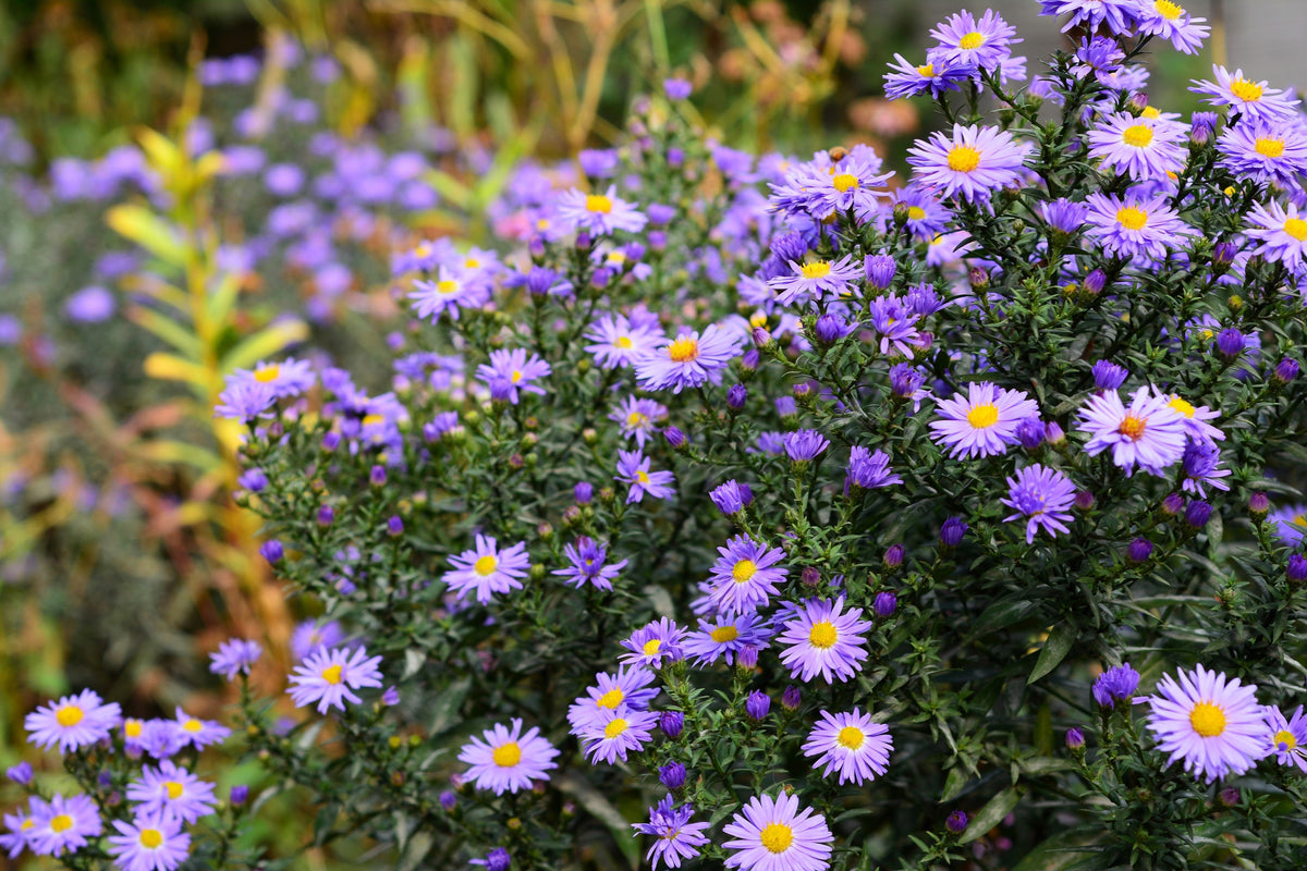 Purple Smooth Violet Prairie Aster Aster Tanacetifolia Flower Seeds – photo 5