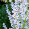 50 WHITE Swan CLARY SAGE Salvia Viridis Horminum Herb Flower Seeds