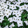 5 Flowering WHITE KOUSA DOGWOOD Cornus Kousa Tree Seeds