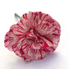 50 PICOTEE MIX CARNATION Dianthus Caryophyllus Double Bicolor Striped Flower Seeds