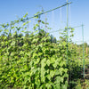 50 KENTUCKY WONDER Pole BEAN Phaseolus Vulgaris Vegetable Seeds