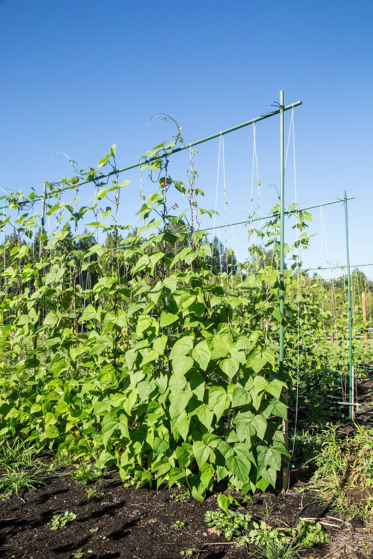 Kentucky Wonder Pole Bean Phaseolus Vulgaris Vegetable Seeds