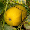 50 VEGETABLE SPAGHETTI SQUASH Winter Cucurbita Pepo Seeds
