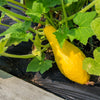 50 YELLOW CROOKNECK SQUASH Summer Cucurbita Pepo Crooked Neck Vegetable Seeds