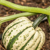 25 SWEET DUMPLING SQUASH Orange Winter Delicata Cucurbita Maxima Vegetable Seeds