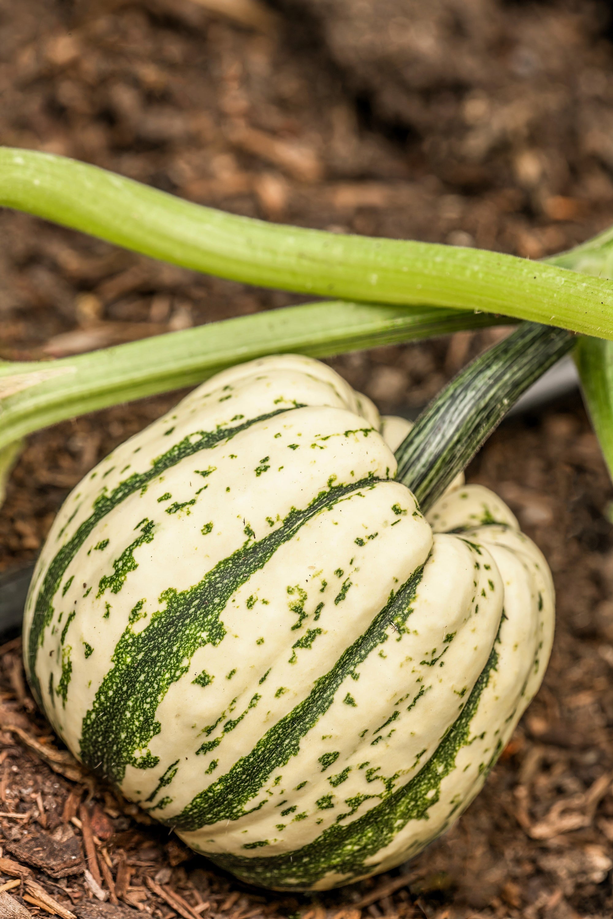 25 SWEET DUMPLING SQUASH Orange Winter Delicata Cucurbita Maxima Vegetable Seeds