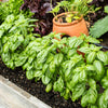 1500 SWEET BASIL Ocimum Basilicum Herb White Flower Seeds