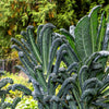 1500 LACINATO KALE Dinosaur Tuscan Black Brassica Oleracea Vegetable Seeds