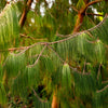 30 Mexican WEEPING PINE TREE Evergreen Pinus Patula Seeds