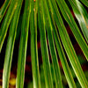 10 WAGNER WINDMILL PALM Dwarf Chusa Trachycarpus Fortunei Wagnerianus Tree Houseplant Seeds