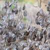 Lunaria Biennis ( Money Plant / Silver Dollar / Honesty / Moonwort ) Flower Seeds – photo 8