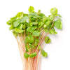 Organic Buckwheat Seeds – Fagopyrum Esculentum Grain Cover Crop Ground Cover Flower Vegetable – photo 9