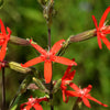 20 ROYAL RED CATCHFLY Hummingbird & Endangered Native Flower Silene Regia Seeds