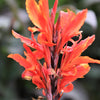 5 ORANGE CANNA LILY Indian Shot Arrowroot Canna Indica Flower Seeds