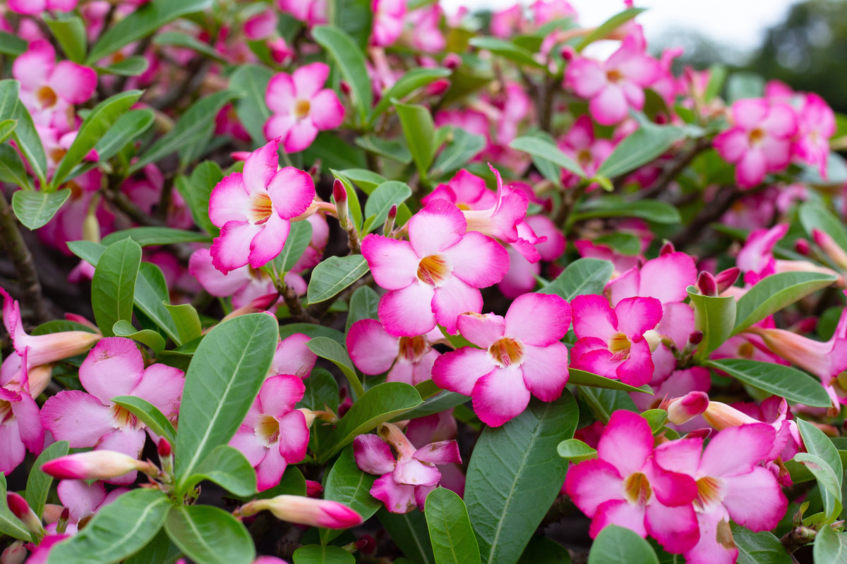 Mixed Desert Rose / Adenium Obesum African Houseplant Flower Seeds – photo 10