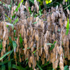 Northern Sea Oats Seeds – Grass Inland Chasmanthium – photo 4