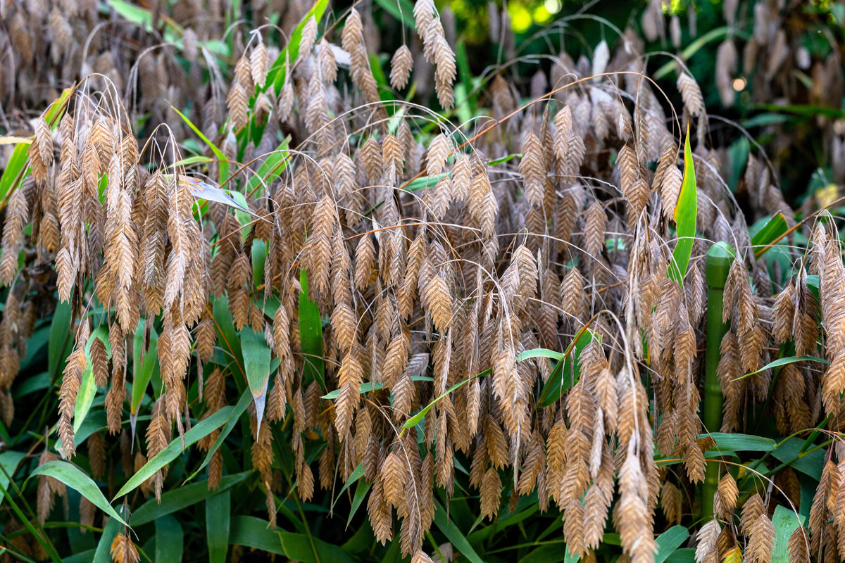 Northern Sea Oats Seeds – Grass Inland Chasmanthium – photo 4