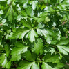 1500 FLAT LEAF PARSLEY Seeds Petroselinum Crispum Plain Single Italian Parsley Seeds
