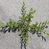 75 SALTWORT Okahijiki Japanese Greens Salsola Komarovii Leaf Vegetable Seeds