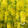 10 GOLDEN CHAIN TREE Goldenchain Laburnum Anagyroides Yellow Flower Seeds