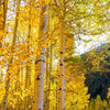 50 Golden QUAKING ASPEN TREE Populus Tremuloides White Bark Yellow Fall Cold Hardy Seeds