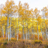 50 Golden QUAKING ASPEN TREE Populus Tremuloides White Bark Yellow Fall Cold Hardy Seeds