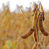 Sweet Black Jet Soybean Seeds – Edamame Bean Glycine Max Vegetable Legume – photo 3