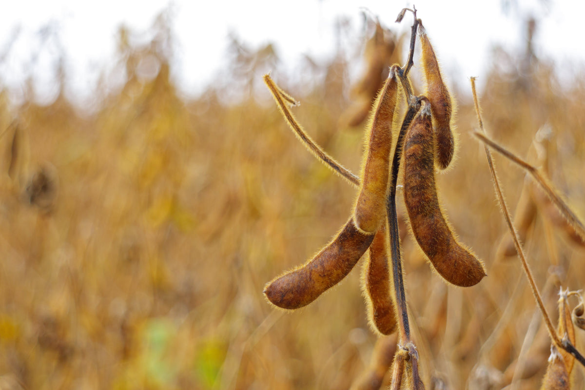 Sweet Black Jet Soybean Seeds – Edamame Bean Glycine Max Vegetable Legume – photo 3