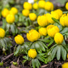 10 WINTER ACONITE Eranthis Hyemalis Yellow Sun Shade Flower Seeds