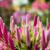 200 MAUVE QUEEN CLEOME Spinosa Hassleriana Purple Pink Spider Flower Seeds